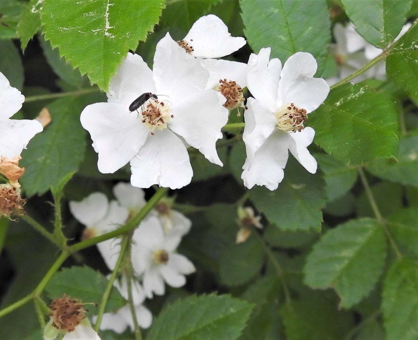 Multiflora rose flowers and leaves are edible