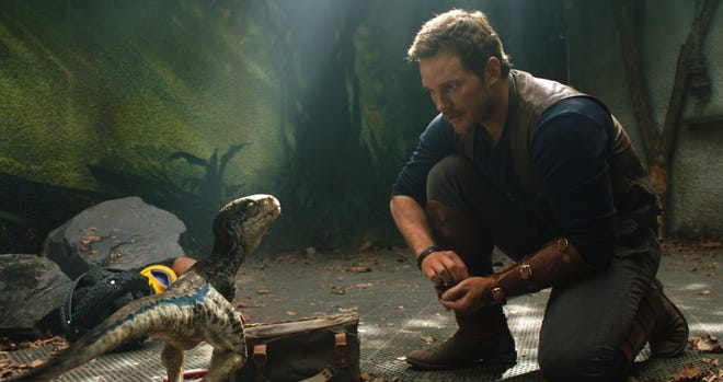 Owen Grady (Chris Pratt) has a memory of raising the velociraptor named Blue. [Universal Pictures]