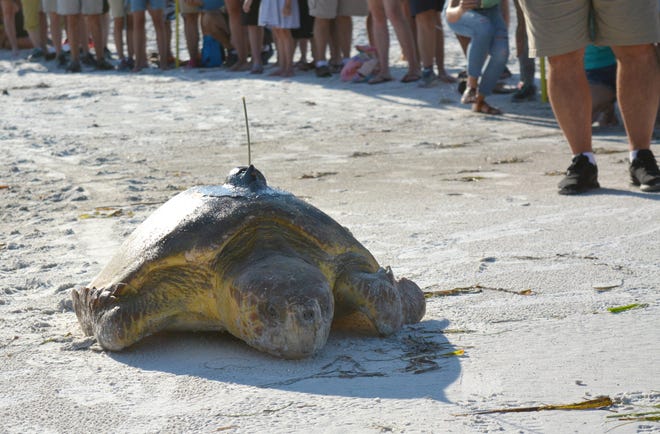 Bortie, who was released into the ocean Tuesday morning, will participate in the 11th annual Tour De Turtles, beginning on Aug. 1. [Herald-Tribune staff photo / Christina Morales]