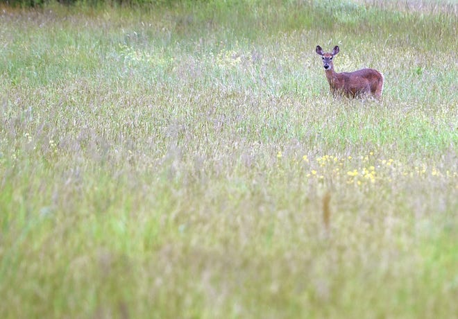 A lone deer nibbles grass in an open field in Dover then draws his attention to passing traffic on Gulf Road.
[Deb Cram/Fosters.com]