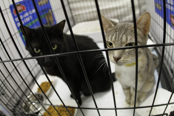 Two of the nearly 700 cats seized from a cat sanctuary in High Springs, in the biggest case of cat hoarding worked by the Humane Society of the United States at that time. [File photo]