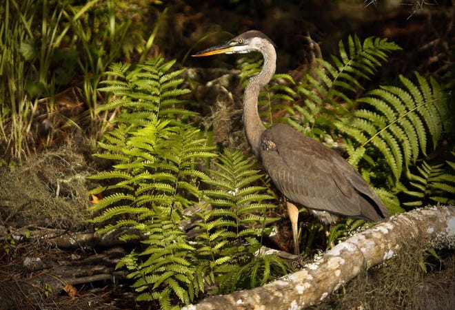 A heron basks in the late afternoon at Alachua County’s Barr Hammock Preserve, which was purchases in part using state land conservation funding. [Gainesville Sun, File]