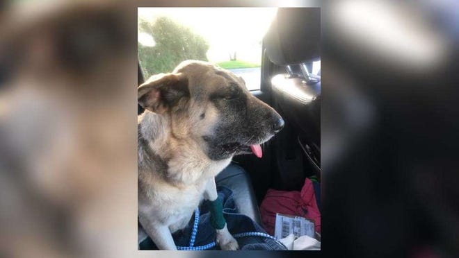 Chupy ran away from an animal hospital in Jensen Beach while she was being treated for a rattlesnake bite. (Photo provided by the Martin County Sheriff's Office.)