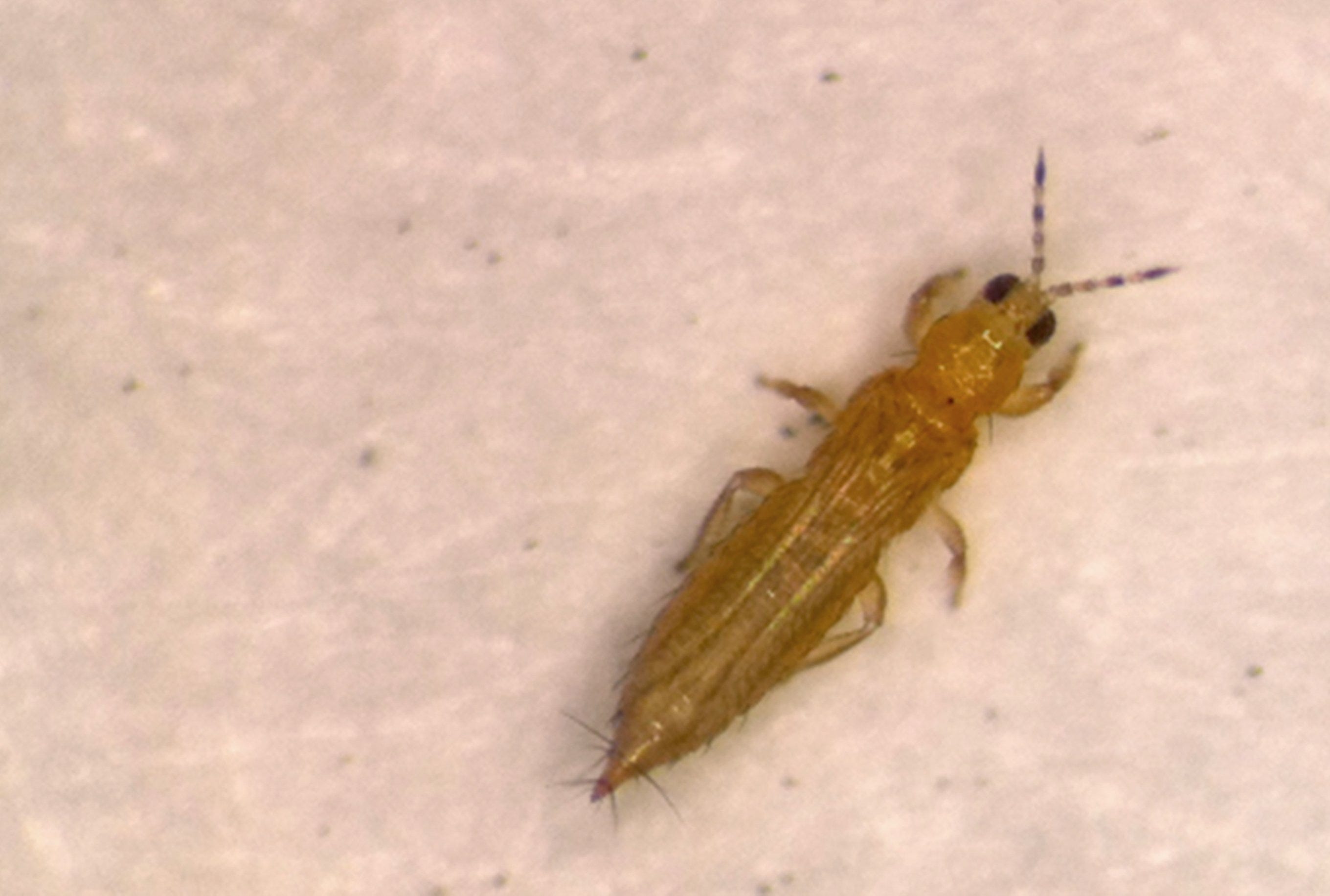 7 NC creepy crawlies you probably haven't heard of that could be just outside your door 7 NC creepy crawlies you probably haven't heard of that could be just outside your door