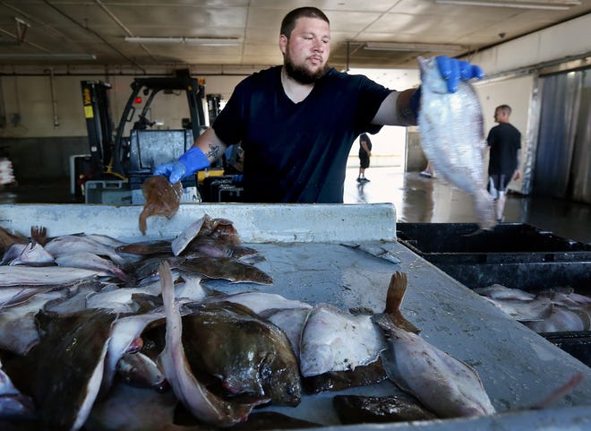 TJ Lunnun, a warehouse worker at the Yankee Fisherman's Cooperative in Seabrook, sorts flounder by size Friday. Local commercial fishermen say the price per pound they earn for their catch has dropped in recent years as their industry continues to struggle financially. [Ioanna Raptis/Seacoastonline]