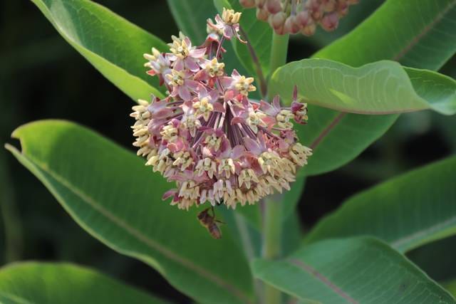 Milkweed plants are also home to several types of bees and other bugs. PHOTO BY LIBBIE RANDALL/THE PERRY CHIEF