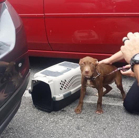 Officers say the puppy was put in a crate much too small and kept in the trunk of the car while its owners shopped at Dillard's. [GateHouse Media/Provided by Kylee Underwood]