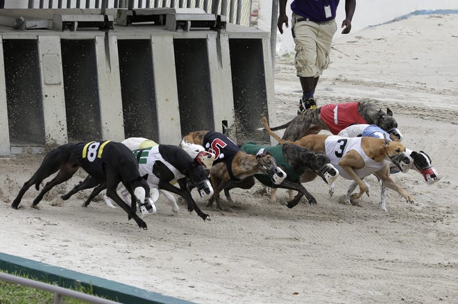 Greyhounds race at the Flagler Dog Track in Miami. [AP Photo/Lynne Sladky/File]