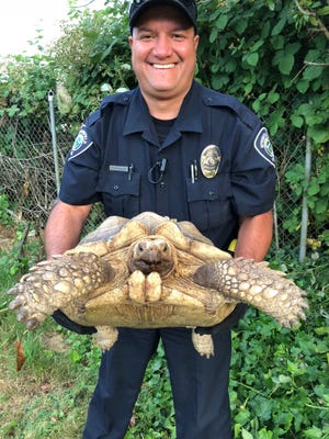 Springfield police officer Robert Rosales poses with Horatio the tortoise. [Springfield Police Department]