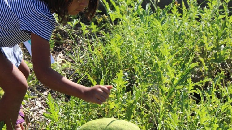 Thump your watermelons and other tricks to know if they are ripe
