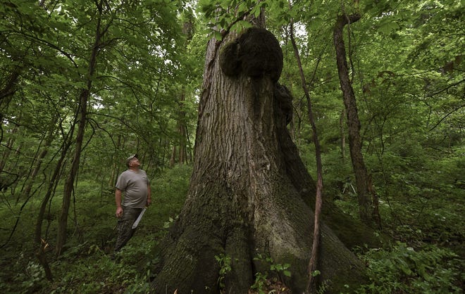 In this July 2, 2018 photo, Tom McQuaide, admires the colossal sized tree he discovered while marking trees to harvest on property in Bell Township, Pa. The Red Oak tree is expected to be roughly 400 years old and will not be included in the harvest. (Louis B. Ruediger/Pittsburgh Tribune-Review via AP)
