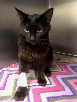 Raven, a year-old black female cat, underwent surgery after Junction City police officers found that Raven had been beaten on Thursday at a Junction City home. [Courtesy Junction City police]