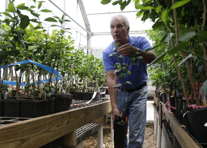In this 2014 photo, horticulture professor Fred Gmitter holds root stock of a citrus tree at the University of Florida Citrus Research and Education Center, in Lake Alfred. Gmitter is studying the citrus greening disease and has discovered that a certain variety of orange trees grafted onto one kind of rootstock appear to be more tolerant to greening. Greening is caused by an invasive bug called the Asian Citrus Psyllid, which carries bacteria that are left behind when the psyllid feeds on a citrus tree's leaves. [AP Photo/Lynne Sladky, File]