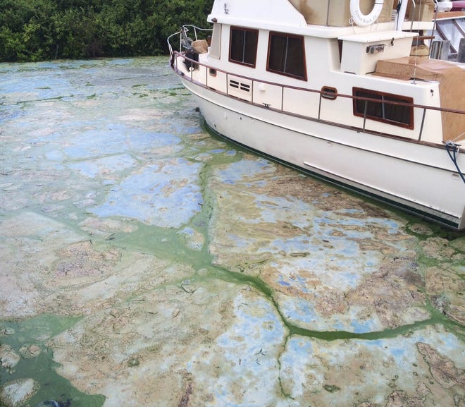 Algae is thick at Stuart's Central Marine boat docks in Stuart in this 2016 file photo. The state again is experiencing red tide and blue-green algae blooms in the Caloosahatchee River and along the Southwest Florida coast. [TERRY SPENCER/AP]
