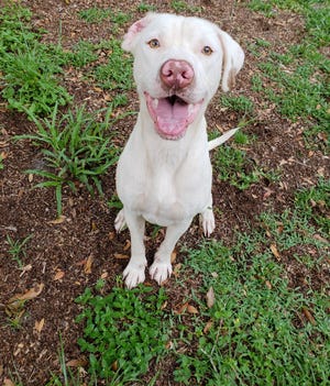 Meet Goliath! This handsome boy is a Lab/hound mix with a loving personality. He does great with other dogs, is kid friendly and knows basic commands. Goliath waits patiently in his kennel, hoping you will take him out in the play yard. Visit this sweet boy today. You'll fall in love.
