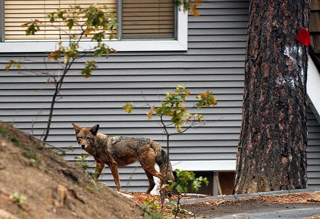 There are no recorded coyote-human attacks, but the wild canines have been known to prey on livestock and domesticated pets. [Marcio Jose Sanchez/The Associated Press]