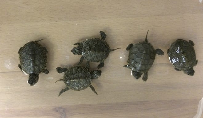 This Oct. 25, 2017, photo provided by the U.S. Fish and Wildlife Service shows diamondback terrapin hatchlings in the agency's custody after they were seized, before the hatchlings were released into the protected turtles' native habitat at locations in New Jersey. David Sommers, of Middletown, Bucks County, was indicted Tuesday, July 10, 2018, on charges of trafficking more than 3,500 protected turtles, the U.S. Attorney's Office for the Eastern District of Pennsylvania announced, after authorities say U.S. Fish and Wildlife Service agents seized diamondback terrapin hatchlings from Sommers' home in October 2017 they say he poached from New Jersey coastal marshes. [U.S. FISH AND WILDLIFE SERVICE VIA AP]