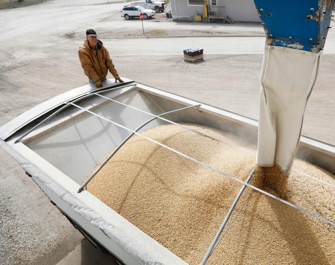 Terry Morrison of Earlham, Iowa, watches as soybeans are loaded into his trailer April 5 at the Heartland Co-op, in Redfield. [Charlie Neibergall/The Associated Press]