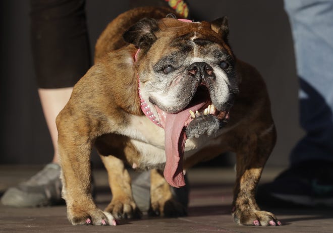 In this June 23 photo, Zsa Zsa, an English Bulldog owned by Megan Brainard, stands onstage after being announced the winner of the World's Ugliest Dog Contest at the Sonoma-Marin Fair in Petaluma, Calif. The 9-year-old English bulldog died just weeks after winning the contest. [AP Photo/Jeff Chiu, File]