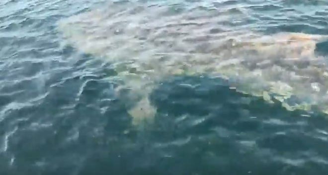 This screen capture shows a whale shark swimming in Philips Inlet, near Panama City Beach, on Wednesday morning.