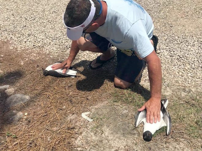 Stephen Hoyt, a retired Air Force sergeant and first responder, does chest compressions on two gulls that fell from the sky on St. George Island. [CONTRIBUTED PHOTO]