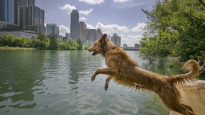 Hazel, a golden retriever owned by Stephanie Kenyon, enjoys a cool dip in Lady Bird Lake as she retrieves her tennis ball for some exercise. RALPH BARRERA / AMERICAN-STATESMAN