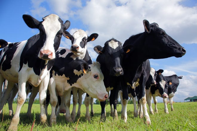Waste from cows on a Washington State dairy farm will be converted into 12,000 gallons of clean water every day thanks to a state-of-the-art clean water membrane system from agricultural waste company, Regenis. [BIGSTOCK IMAGE]