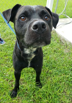 Boss is a charming 1-year-old black Lab mix. He is very friendly, does great with other dogs and enjoys being with kids. If you're looking for a smart and loyal companion, meet Boss at our shelter.