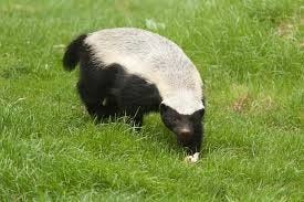 The African honey badger is fun to observe because of its fearless nature. [Provided photo]