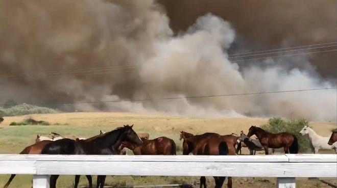 A screenshot from a video taken by Jaime Risner while she and Alan Woods were helping rescue horses at R Ranch on the first day of the Klamathon Fire, July 5, 2018. They were two of many volunteers working with Siskiyou Animal Control during the fire. All of the horses were moved to safe places during the first two days of the fire, according to Jodi Aceves of Animal Control.