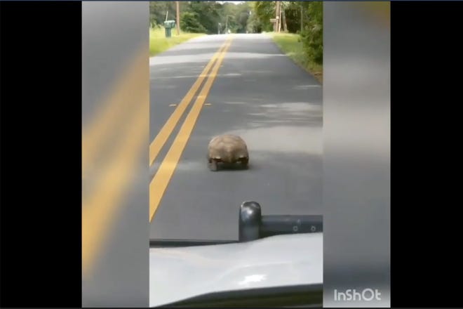 An image from Facebook video on the Marion County Sheriff's Office Facebook page in which a deputy slowly follows a tortoise in Dunnellon. [MCSO via Facebook]