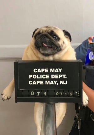 This photo provided by the Cape May N.J. Police Department shows "Bean" a pug dog being photographed at the Cape May Police Dept., in Cape May, N.J.  The dog is home after police in the New Jersey shore town posted its mugshot on social media. Cape May Patrolman Michael LeSage found Bean the pug in a yard on Sunday, July 15, 2018.  Police posted a photo of Bean on Facebook with the caption: "This is what happens when you run away from home." It took a few hours before Bean's owners tracked her down. (Cape May N.J. Police Department via AP)