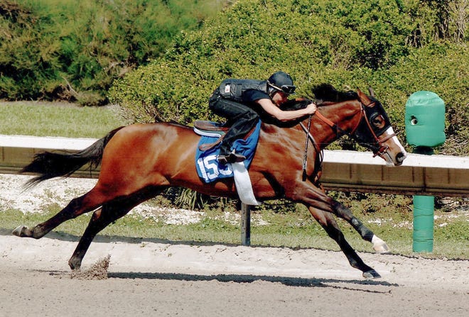 The Green Monkey was sold by Ocala-based Hartley/De Renzo Thoroughbreds for a world record $16 million on Feb. 28, 2006, at the Fasig-Tipton Calder sale. The thoroughbred died recently at Hartley/De Renzo in Ocala. This image from Feb. 19, 2006, shows exercise rider Kim Wichmann guiding The Green Monkey towards the finish line during a pre-sale workout at Calder Race Course in Miami. [ Photo by Joe DiOrio, courtesy of Hartley/De Renzo Thoroughbreds]