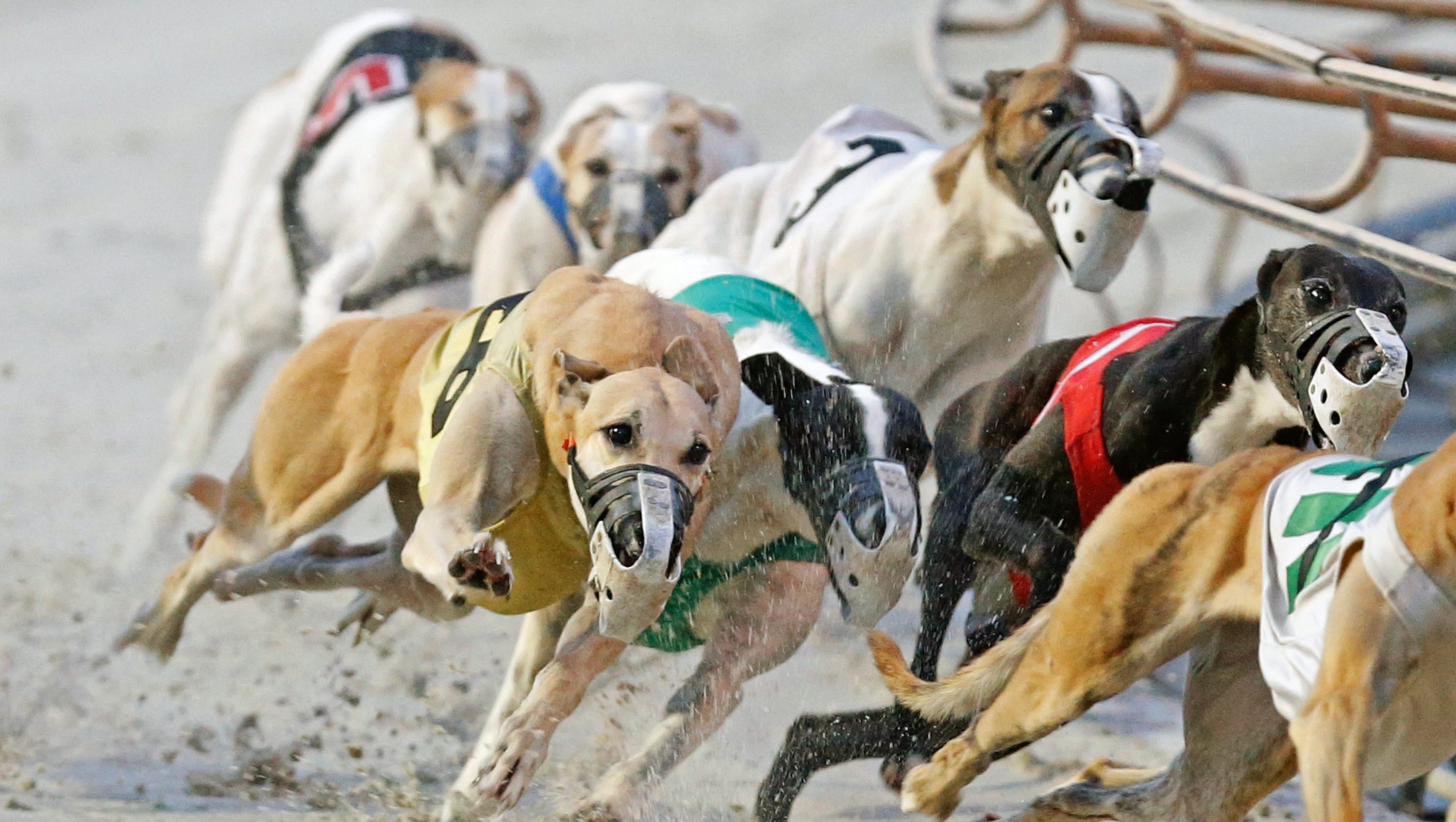 Greyhound racing celebrates 70 years in Daytona Beach
