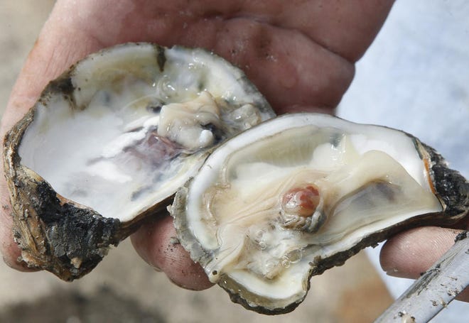 Most Vibrio infections caused by eating raw oysters or undercooked shellfish result in only diarrhea and vomiting. [ JOHN ALTHOUSE / GateHouse Florida archive ]