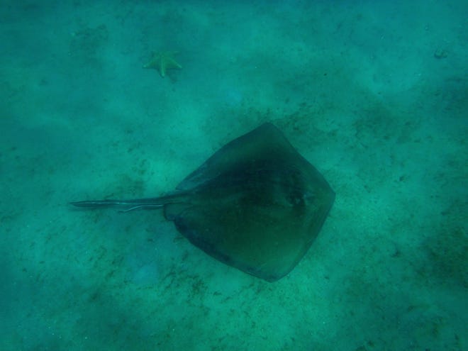 Southern stingray, courtesy of the Florida Fish and Wildlife Flickr. [CONTRIBUTED PHOTO]