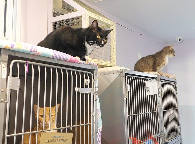 The Herkimer County Humane Society currently has about 42 cats and 68 kittens in its shelter.

[Donna Thompson/Times Telegram]