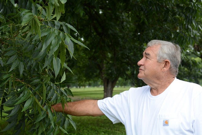 Screven County pecan grower John Pryor checks some of his trees at one of his groves between Oliver and Newington. Pryor is hoping this season will be hurricane free. Pryor is also concerned about increasing Chinese tariffs. [DeAnn Komanecky/Savannahnow.com]
