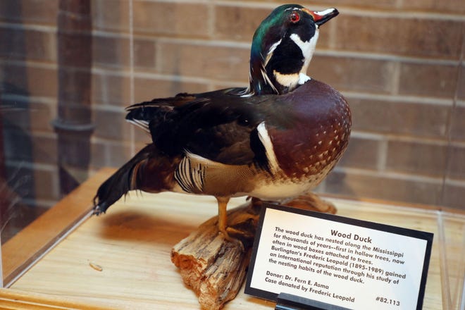 A stuffed wood duck is shown June 28 at the Des Moines County Heritage Center Museum in Burlington. [John Lovretta/thehawkeye.com]