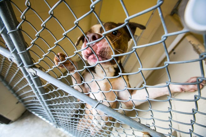County animal shelter's philosophy change well underway County animal shelter's philosophy change well underway