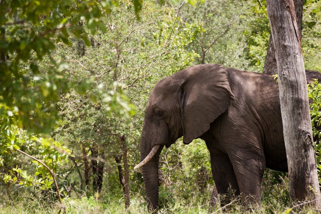 An elephant walks through the forest in the Majete Wildlife Reserve in Malawi, in February. MUST CREDIT: Photo for The Washington Post by Adriane Ohanesian