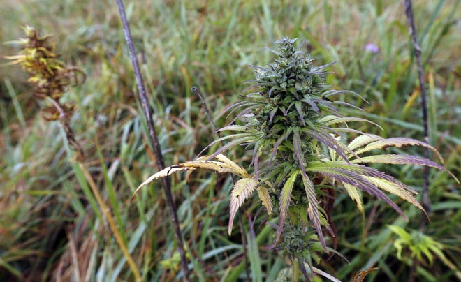 Hemp plants in a field at the University of Virginia Wise in Wise, Va. [AP File Photo]