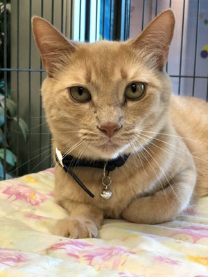 Edward is an 8-year-old neutered male domestic short-hair.
