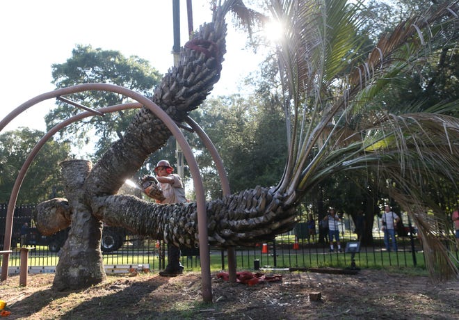 Randy Wright saws through the third limb of a four-headed pindo palm. A small crowd gathered at Oaks by the Bay on Thursday as workers with Gulf Coast Tree Specialists removed the palm. The tree is estimated to be 80 to 100 years old. Go to newsherald.com for a related video and gallery. [PATTI BLAKE/THE NEWS HERALD]