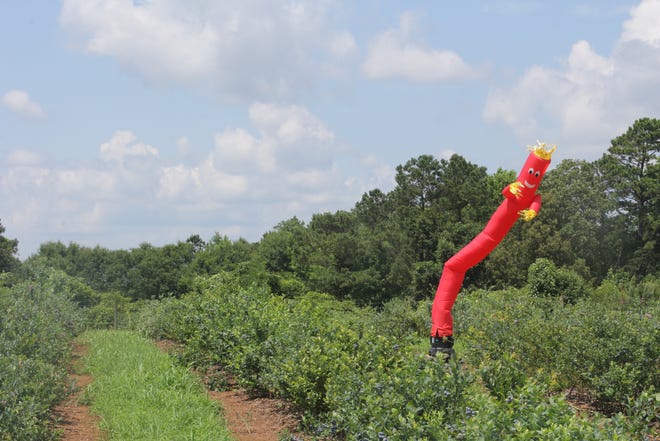 University of Georgia blueberry scientist Scott NeSmith has to keep birds away from his blueberry crop so that he can research and breed new varieties for Georgia growers. His latest trick — using a dancing, inflatable tube man to scare the birds — may lead passersby to believe that the UGA Griffin campus is selling cars. [Contributed]