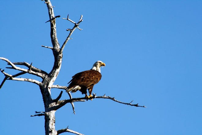 One of the pair of bald eagles that have a nest in Flat Lake.
