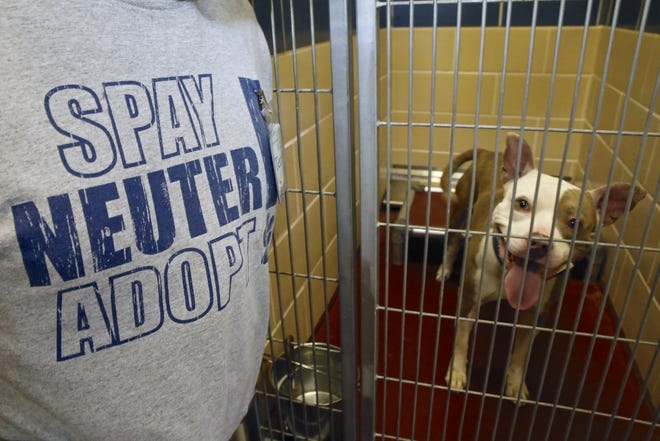 Terry Brack of Roscoe wears a T-shirt emphasizing spay, neuter and adoption Tuesday, July 17, 2018, while volunteering at the Winnebago County Animal Services in Rockford. [SUSAN MORAN/RRSTAR.COM CORRESPONDENT]