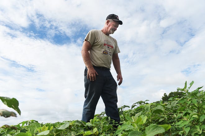 Paul Shinn, owner of Toyland Farms in Springfield, walks through fields of soybean crops damaged by weather and deer. [NANCY ROKOS / STAFF PHOTOJOURNALIST]