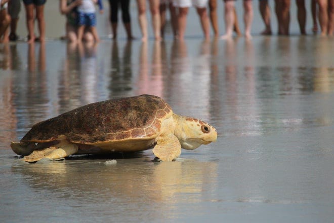 After three months of rehabilitation at the Marine Science Center, a 108-pound loggerhead turtle nicknamed Cedar returned to the Atlantic Ocean on Wednesday. [Photo provided by Michael Brothers, Marine Science Center]