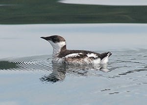 The marbled murrelet is a seabird that flies inland to nest in old-growth and mature forests. Oregon considers the species to be threatened, but not endangered. [U.S. Forest Service]